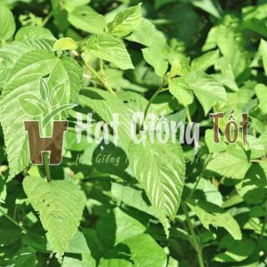 gieo hạt giống rau đay xanh rất dễ trồng hiệu quả cao