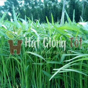 rau muống cao sản lá tre khỏe mạnh phát năng xuất cao
