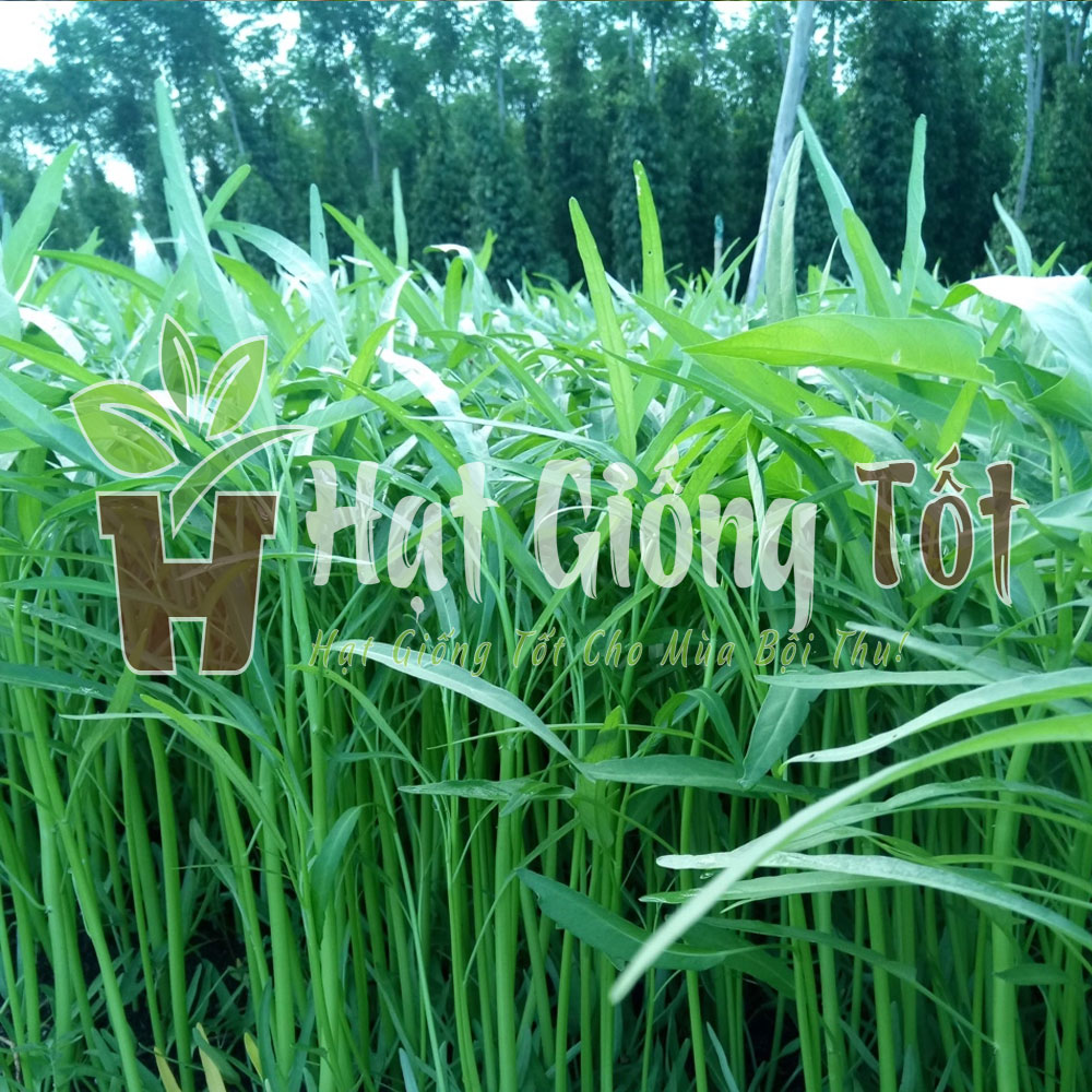 rau muống cao sản lá tre khỏe mạnh phát năng xuất cao