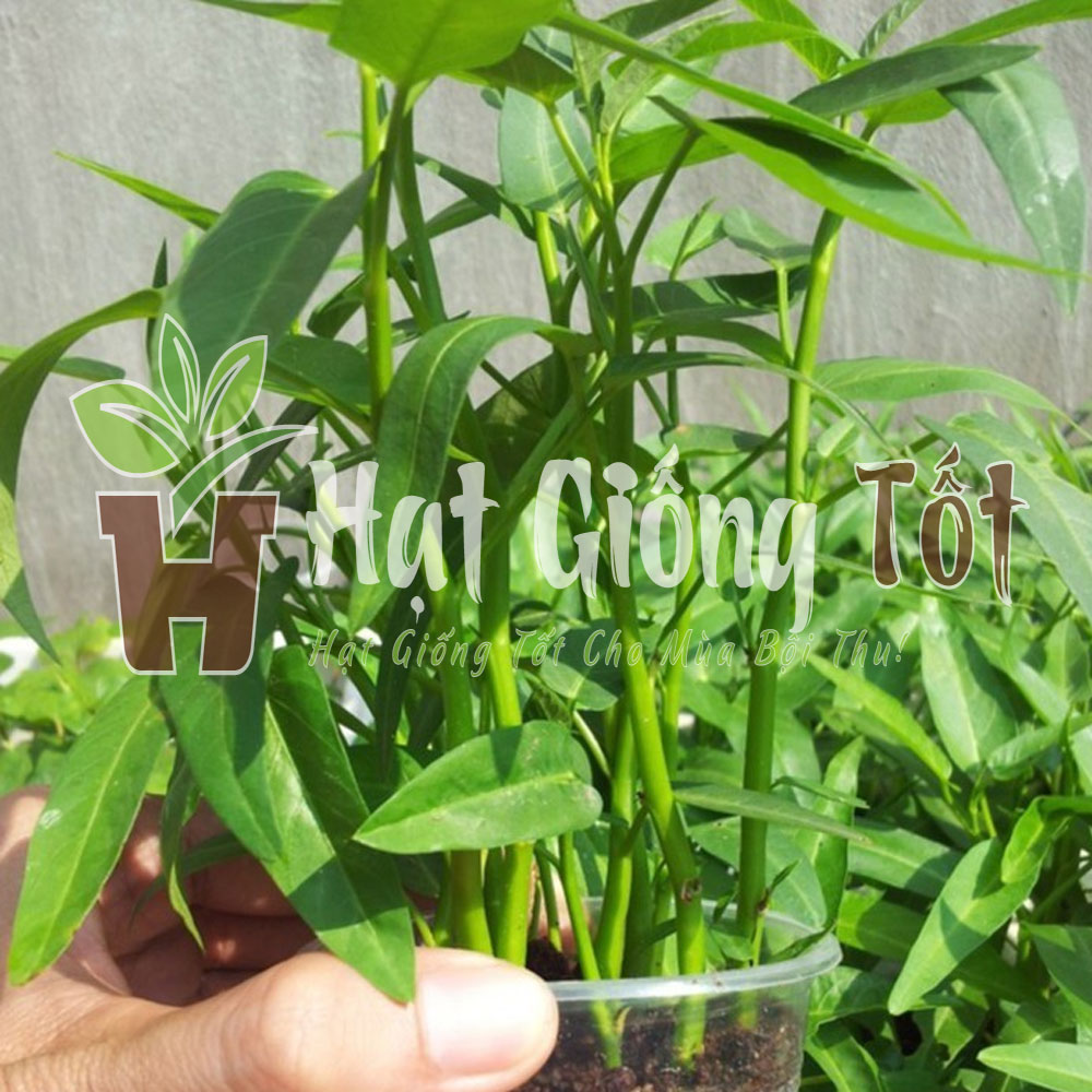 hat-giong-rau-muong-cao-san-la-tre1