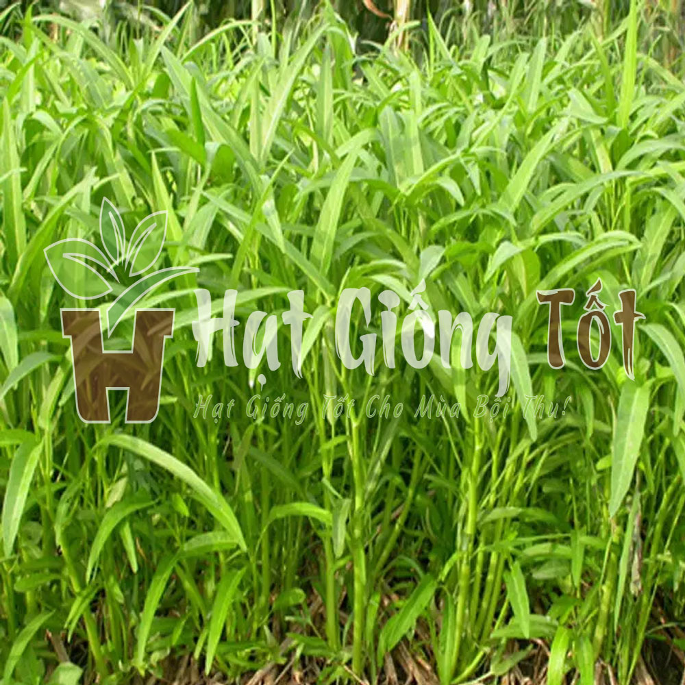hat-giong-rau-muong-cao-san-la-tre2