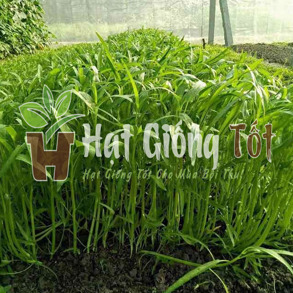 hat-giong-rau-muong-cao-san-la-tre3