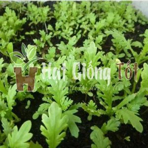 Gieo hạt giống cải cúc tẻ đem lại vụ mùa bội thu cho bà con nông dân