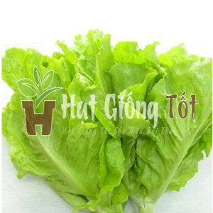 hạt giống xà lách dún vàng năng suất cao