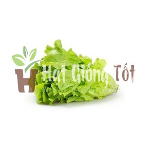 gieo hạt giống xà lách dún vàng kiếm vụ màu bội thu