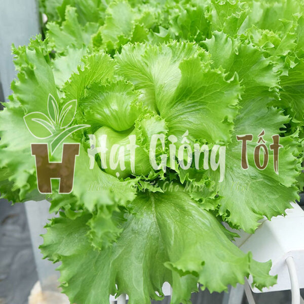 giống xà lách minetto hay xà lách giòn phù hợp với ăn gỏi trộn