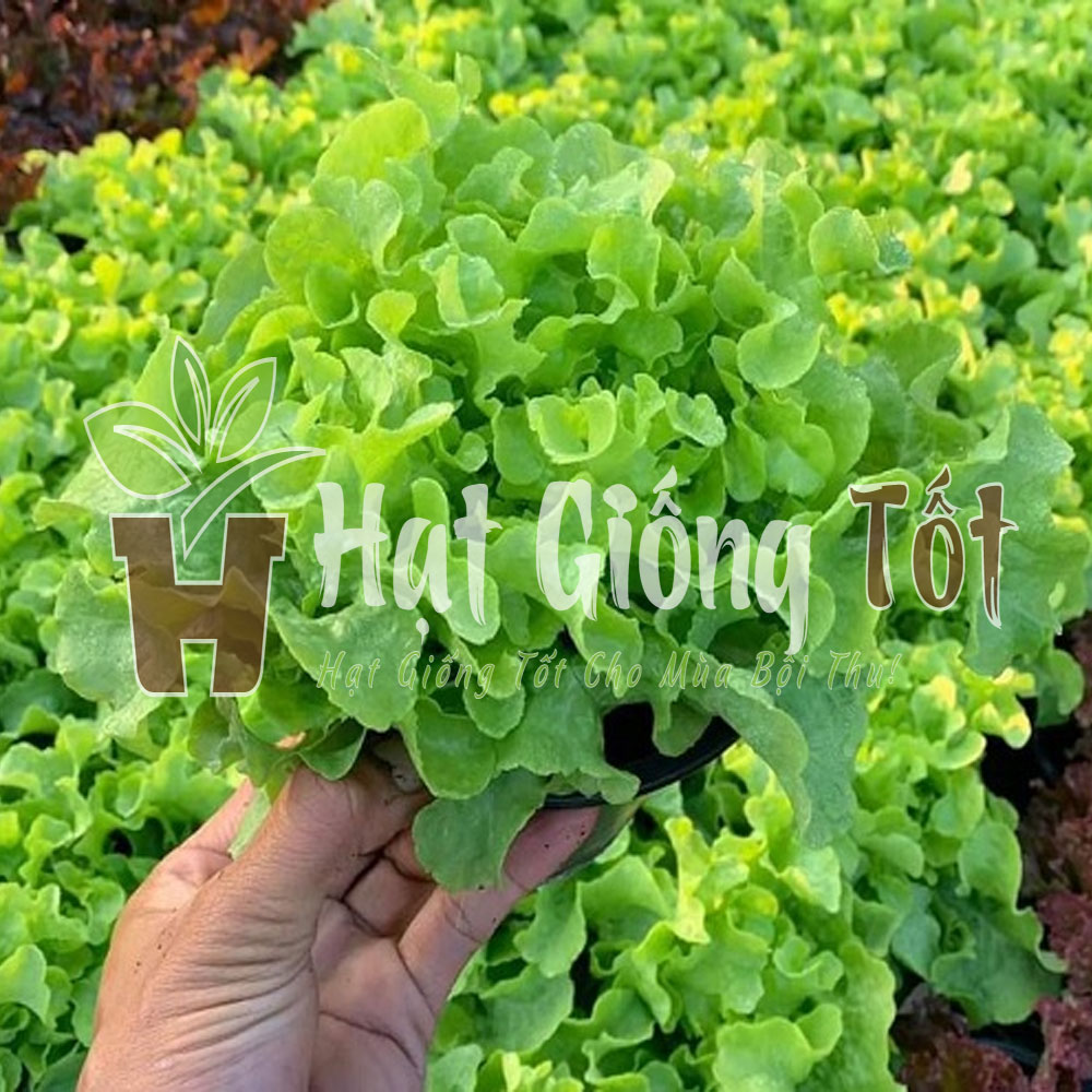 hat giống xà lách xoăn cao sản