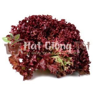 gieo trồng Hạt Giống Xà Lách Xoăn Cao Sản Lollo Rossa để có vụ mùa bội thu