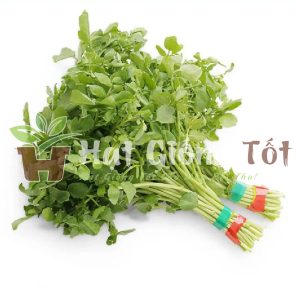 Gieo Hạt Giống Xà Lách Xoong Mỹ để có vụ mùa bội thu