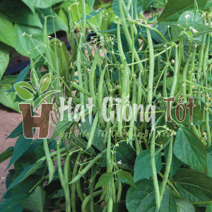 hạt giống đậu cove hạt trắng dạng leo cho năng suất cao