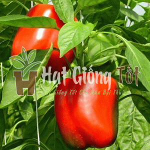 gieo hạt giống ớt ngọt f1 cho vụ mùa bội thu