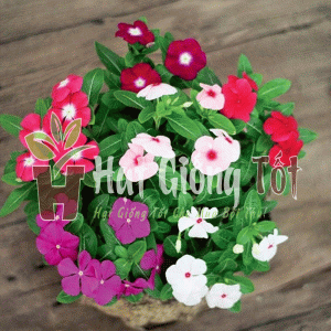 Trồng Hạt giống hoa dừa cạn lùn F1 nhiều màu tô điểm thêm không gian sống của bạn