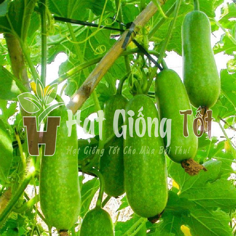 gieo trồng bí đao chanh để có những vụ mùa bội thu no ấm