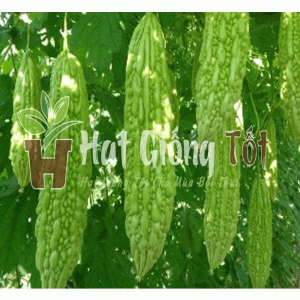 Hạt giống Khổ Qua F1 SV 768 (Trái lớn, xanh nhạt)
