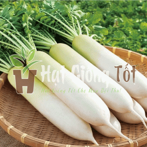 hạt giống củ cải trắng bạch tuyết cho vụ mùa bội thu