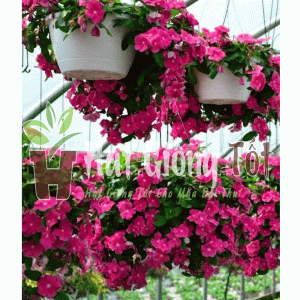 Trồng Hạt giống hoa dừa cạn rũ F1 màu hồng tô điểm thêm vẻ đẹp gia đình bạn