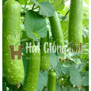 trồng Hạt giống Bầu Sao F1 SV 37 mang lại lợi ích năng suất cao