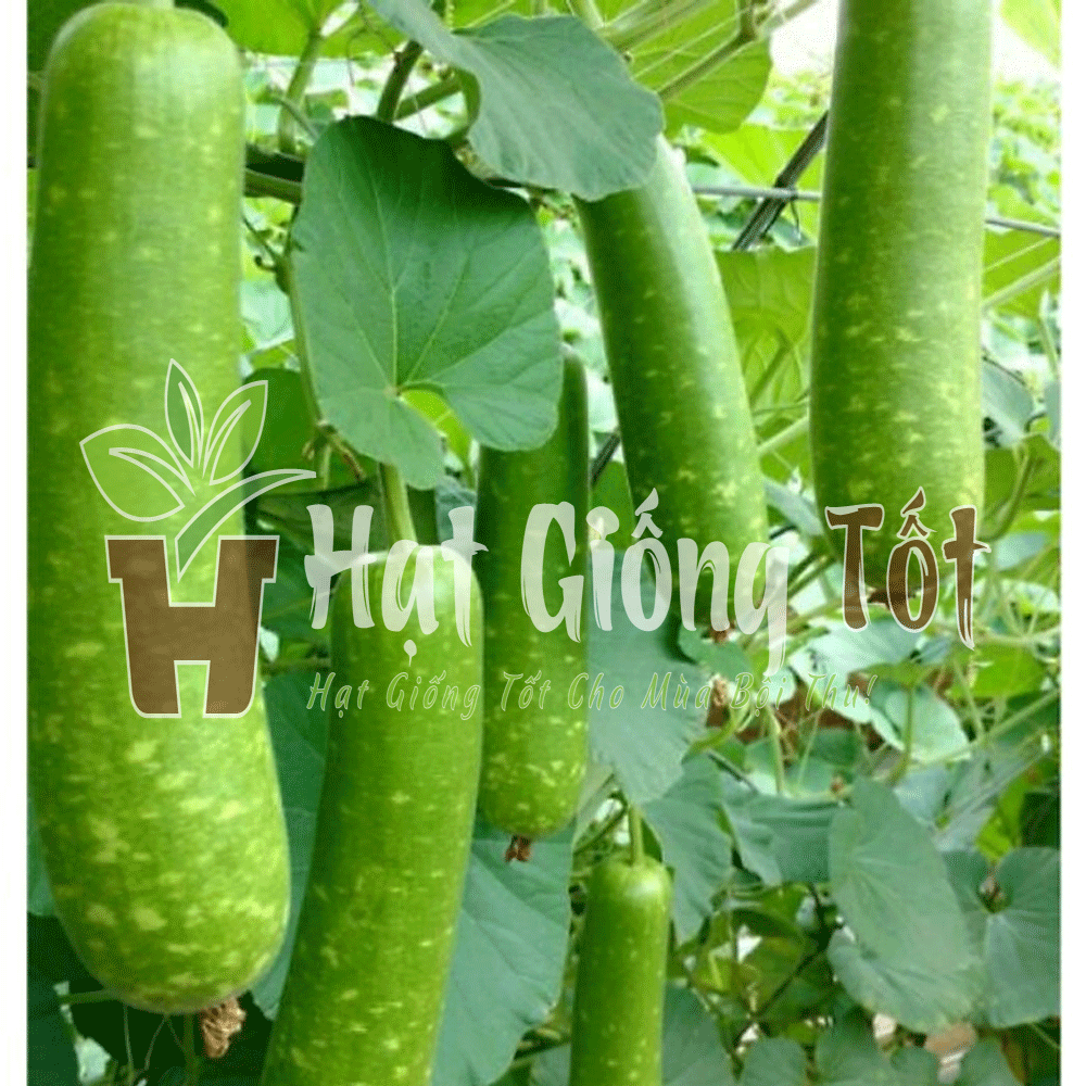 trồng Hạt giống Bầu Sao F1 SV 37 mang lại lợi ích năng suất cao