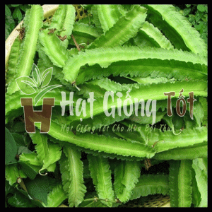 gieo trồng đậu rồng cao sản cho năng suất cao