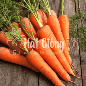 hạt giống cà rốt new kuroda loại hạt giống cao sản cho năng suất cao