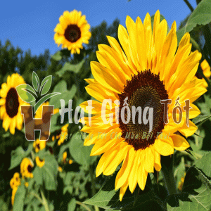 Trồng Hạt giống hoa hướng dương cao Sungold cho năng suất cao