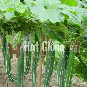 hạt giống khổ qua tây hay còn gọi là mướp rắn