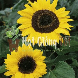 Trồng Hạt giống hoa hướng dương Domino cho vụ mùa bội thu