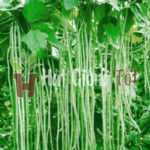 gieo hạt giống đậu đũa hạt đen cao sản cho vụ mùa bội thu