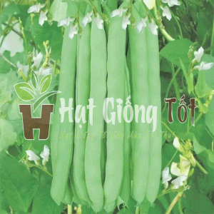 gieo hạt giống đậu cove để có vụ mùa bội thu