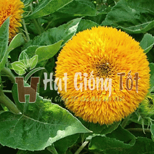 Gieo Hạt giống hoa hướng dương kép vàng cam đẻ có được khu vườn như ý