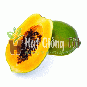 hạt giống đu đủ f1 ruột vàng vương phi cho vụ mùa bội thu