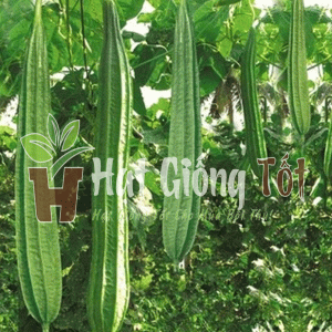 mướp khía Thái Lan f1 quả dài cho mùa vụ bội thu