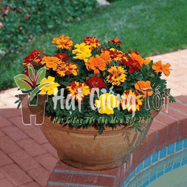 Trồng Hạt giống Hoa Vạn Thọ Pháp Lùn F1 Nhiều Màu cho vụ mùa bội thu