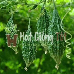 hạt giống khổ qua rừng no1 cho trái ngon