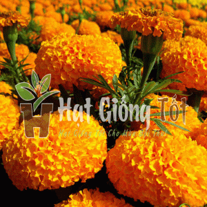 Trồng Hạt giống Hoa Vạn Thọ Pháp Lùn F1 Vàng Cam tô điểm cho khu vườn thêm đẹp