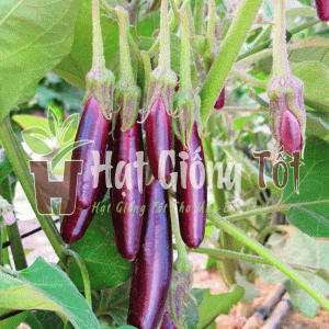 gieo Hạt giống Cà Tím Ruột Xanh F1 SV 47 để có vụ mùa bội thu