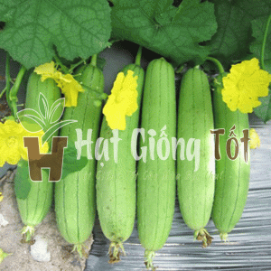 Hạt giống Mướp Hương F1 SV25 Ấn Độ cho trái có màu xanh nhạt