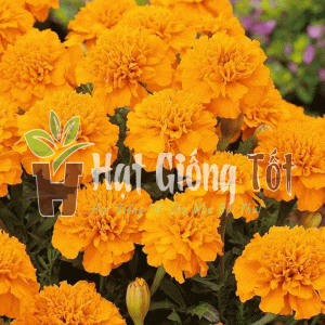 Trồng Hạt giống hoa vạn thọ Pháp cao vàng cam cho vụ mùa bội thu