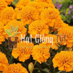 Trồng Hạt giống hoa vạn thọ Pháp cao vàng cam cho vụ mùa bội thu