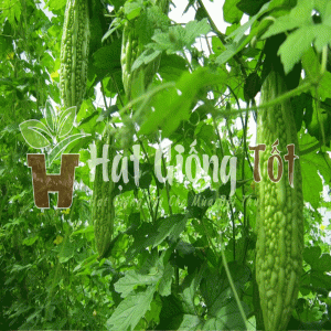 Hạt giống Khổ Qua OP SV No 1