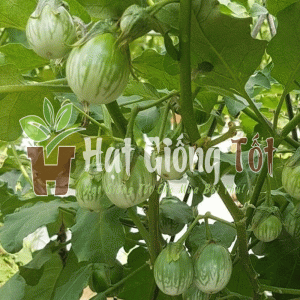 Gieo trồng Hạt giống Cà Trứng Rồng Mã Lai F1 SV No 1 cho năng suất cao