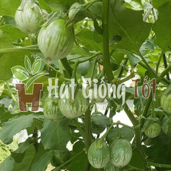 Gieo trồng Hạt giống Cà Trứng Rồng Mã Lai F1 SV No 1 cho năng suất cao