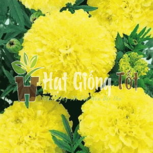 Trồng Hạt giống hoa vạn thọ Pháp cao vàng chanh cho vụ mùa bội thu