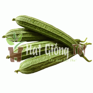 mướp khía Thái Lan f1 trái ngắn cho năng suất cao