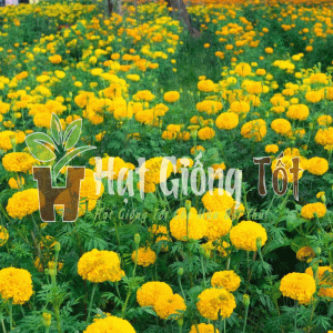 Trồng Hạt giống Hoa Vạn Thọ Pháp F1 tô điểm cho ngôi nhà bạn thêm đẹp