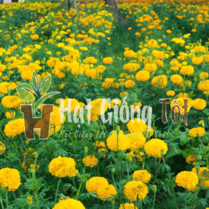 Trồng Hạt giống Hoa Vạn Thọ Pháp F1 tô điểm cho ngôi nhà bạn thêm đẹp