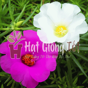 Trồng Hạt giống hoa mười giờ Mỹ cánh đơn nhiều màu giúp khuân viên thêm đẹp