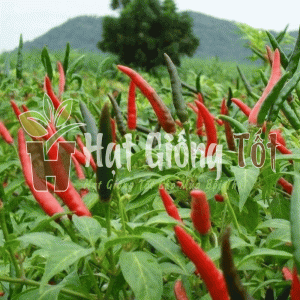 hạt giống ơt chỉ thiên siêu cay cho vụ mùa bội thu