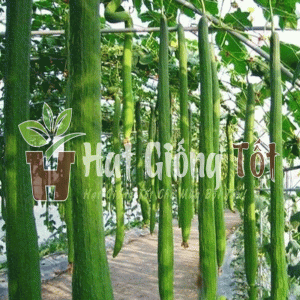 mướp hương trái dài f1 độ dài quả vừa phải 50 - 60 cm, vở xanh thom ngon