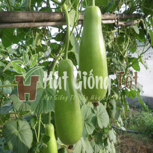 gieo hạt giống bầu xị cao sản sv 35 cho năng suất cao